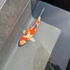 richardspong7 - @richardspong7 - TikTok