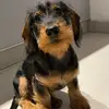 Richards_teckel - @richards_teckel - TikTok