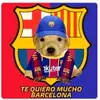 Perrito barca - @richardsussmann5 - TikTok