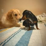 Richard Swank - @lecageamaduo - Instagram