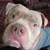 tempesttrichardso - @tempestt.richards - TikTok