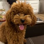 Richard🐾 - @toypoodle_richard - Instagram