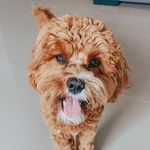 Richard - @richard.toycavoodle - Instagram