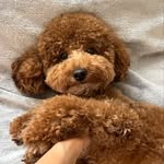 Річард🐾 - @richard_toypoodle - Instagram
