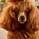 Richie_toy_poodle - @richard_august_toy_poodle - Instagram