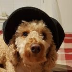 Richard Waring - @bodsweb - Instagram