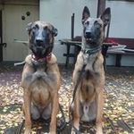 Low Flying Malinois - @richard.wee.165 - Instagram