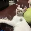 richard wen - @2168316672 - TikTok