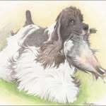 Richard Willson Cocker spaniels and king charles for adoption - @richard_cocker_spaniels1 - Instagram