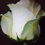 Richard Zack - @richard.zack.792 - Instagram