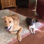 Rick Bacon - @rick.bacon.963 - Instagram