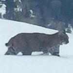 big cat - @rick_belton - Instagram
