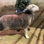 Richard Biddle - @cherrytree_herdwicks - Instagram
