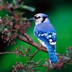 Rick Blaise - Facebook