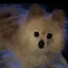 rickybotellojuarez - @rickybotellojuarez - TikTok