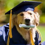 Rick Carson - @elitedogtraining - Instagram