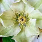 Richard Claxton - @richardclaxtongardens - Instagram