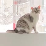 Rick Chua - @rick_coonsworld - Instagram