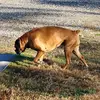 Rock - @rick.corley3 - TikTok