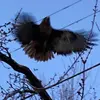 CrowRick - @crowrick - TikTok