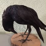 Rick Crow - @rick.crow.73 - Instagram