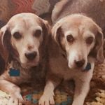 Rick Crow - @dauberdog - Instagram