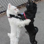 Rick Daugherty - @pugznpizza - Instagram