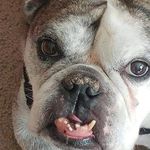 Rick Davila - @ebulldogrick - Instagram