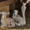 rickdonaldson6 - @rick.donaldson0 - TikTok