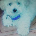 Rick Joy 🐶🌸❤ - @rick__joy - Instagram