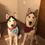 Rick Keller - @hcdogtreats - Instagram
