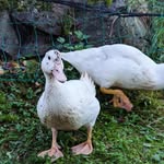 Rick&Lemon - @ducks_r_l - Instagram