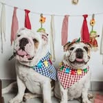 Tico. Lolla.Rick. Berê. - @pets.gordinhos - Instagram