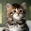 RicK:3 - @rickmanuel20 - TikTok