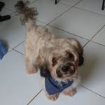 Rick🐾 - @_rickmarte - Instagram