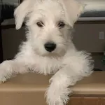 Rick Mcalister - @sharkieschilliwack2016 - Instagram