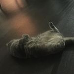 @son_of_a_rick_mcneill - Instagram
