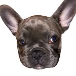 Ricky & Ralph 🐾 - @rickthefrenchbulldog - Instagram