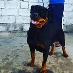 Rįçk Røõs - @rick_roos_19 - Instagram