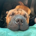 the best dog in the world💫 - @rick_sharpei - Instagram