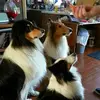 rickshepard918 - @rickshepard918 - TikTok