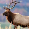 Rick Skaggs - @rick.skaggs2 - TikTok