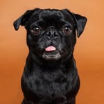 Ricki the Black Pug🌚 - @rickstar_the_trickster - Instagram