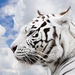 Rick DesChenes - @ricktiger616 - Instagram