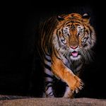 Rick Tiger - @rickkv9595 - Instagram