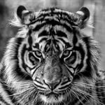 sɪʏᴀʜ ʙᴇʏᴀᴢ - @ricktigerrr - Instagram