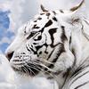 user7525867694854 - @ricktiger616 - TikTok