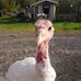 Rick Toth - Facebook