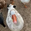 tracyrick5 - @tracyrick5 - TikTok