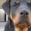 Richard Vaccaro - @richard.vaccaro3 - TikTok